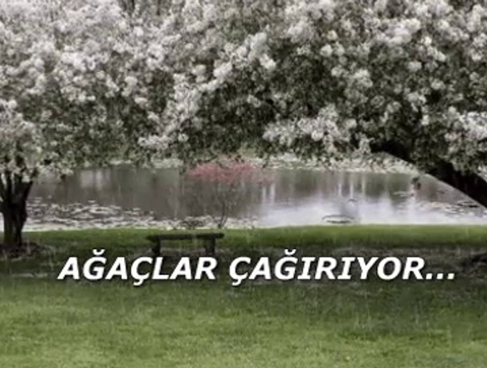 Ağaçlar çağırıyor...
