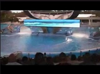 Ha Ha Ha !!! Seaworld Stunt goes wrong