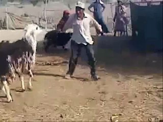 Ha Ha Ha !!!! Hit Hard