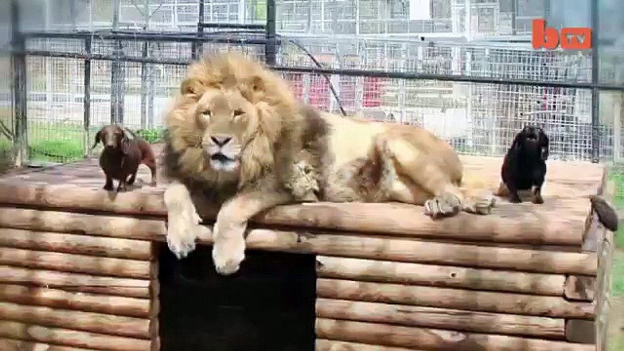 Unique friendship