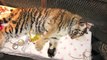 Zolushka - IFAW releases an Amur tiger back into the wilds of Russia