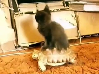 Черепаха, покатай меня!