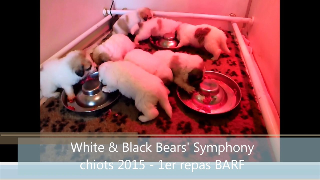 chiots_2015_WBBS_BARF