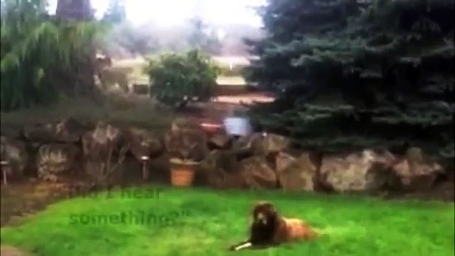 Coyote Stalks & Attacks Big Dog FUNNY!