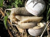 escargots,helix pomatia : accouplement, reproduction ...