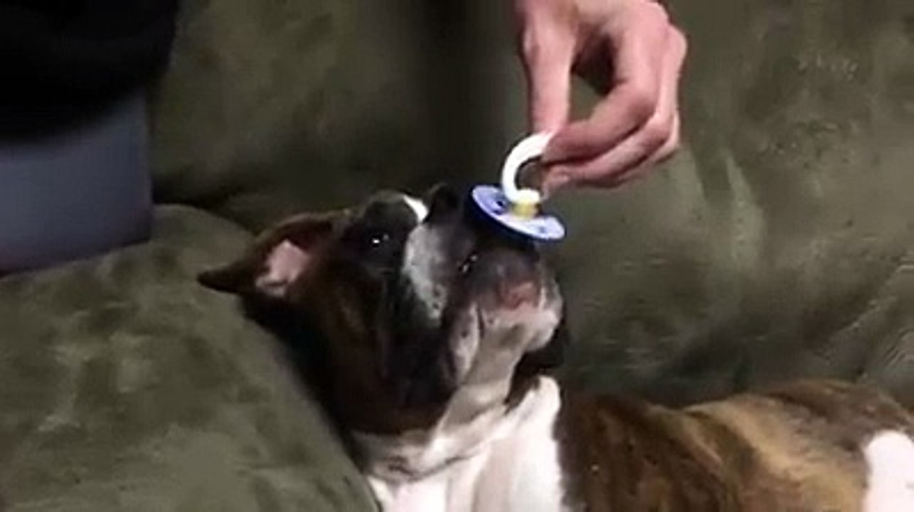 A dog with a pacifier