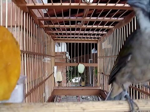 trinca ferro canto especial matero