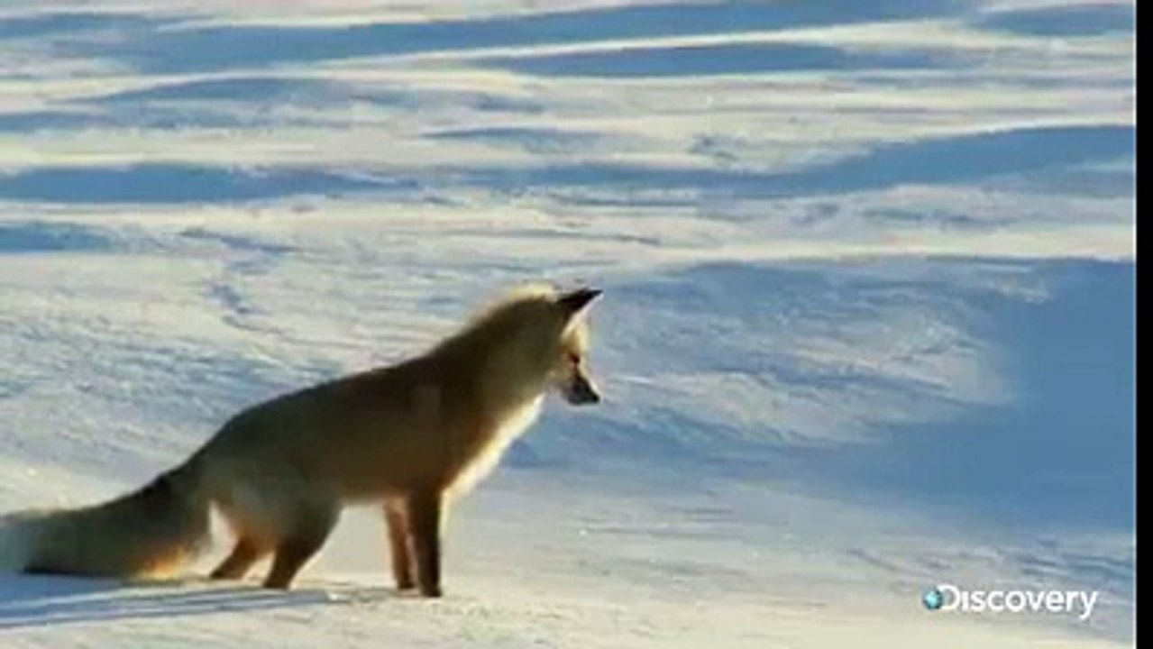 Cute fox is Hunting!