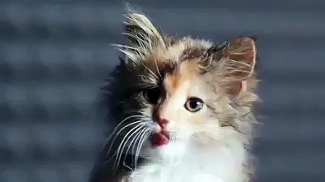 Kedi Senfonisi