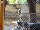Funny Monkey - Got Confused seeing itself in mirror