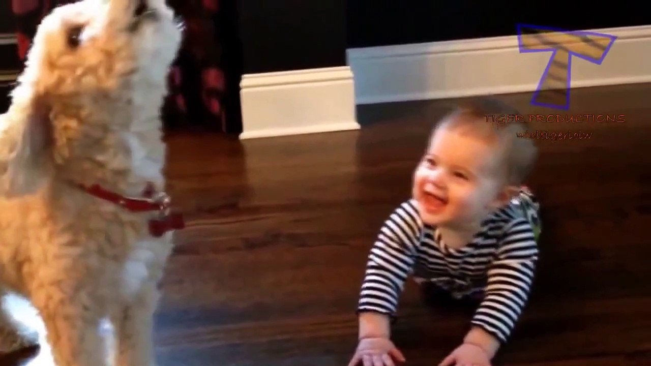 funny talking animals - the wild side of life by bbc funny talking animals take a walk on the wild.