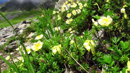 穂高、白百合、穂高岳、夏