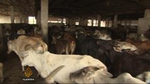 India beef ban threatening livelihoods