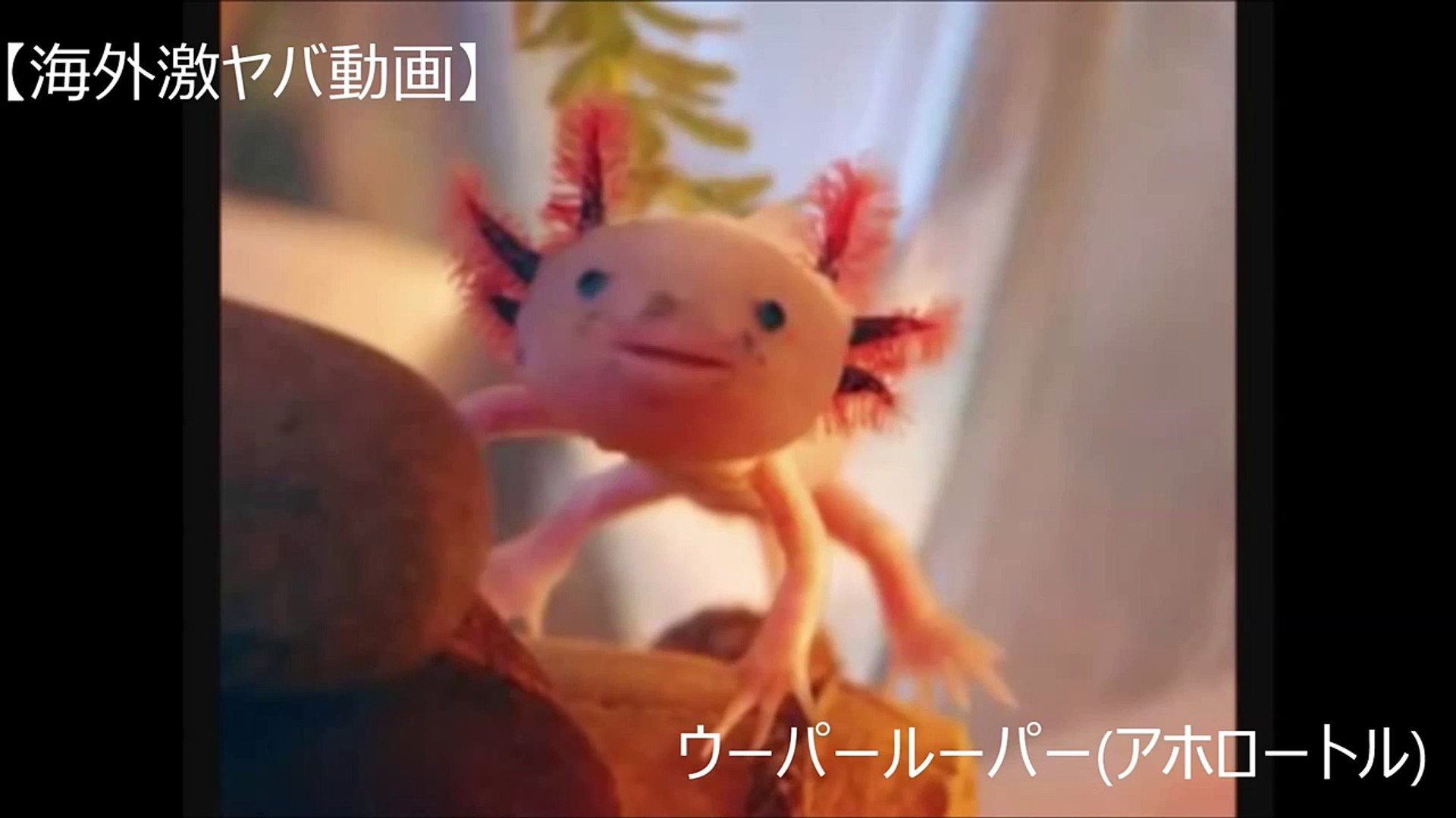 海外激ヤバ動画 世界の奇怪生物まとめ 閲覧注意 Video Dailymotion