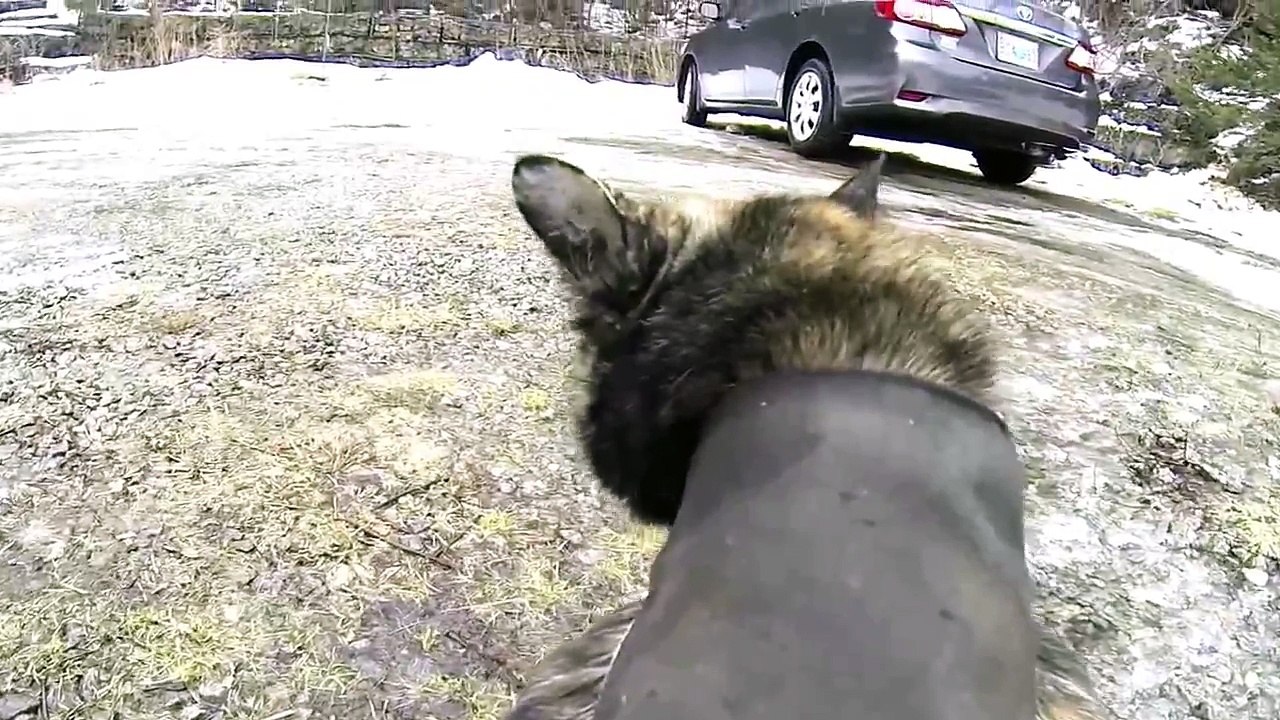 GoPro Cat Cam