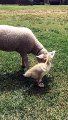 Lamb Gets Groomed by a Gosling  Video Dailymotion