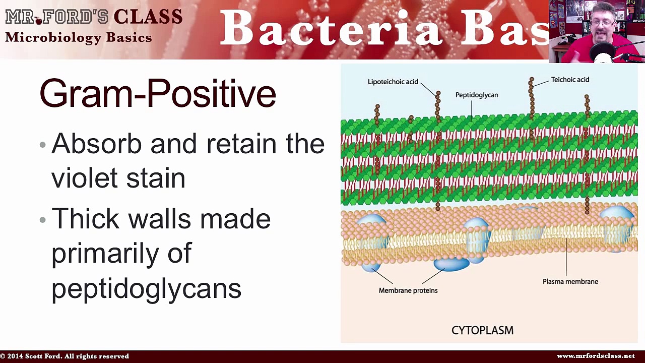 Bacteria Basics : Microbiology Basics