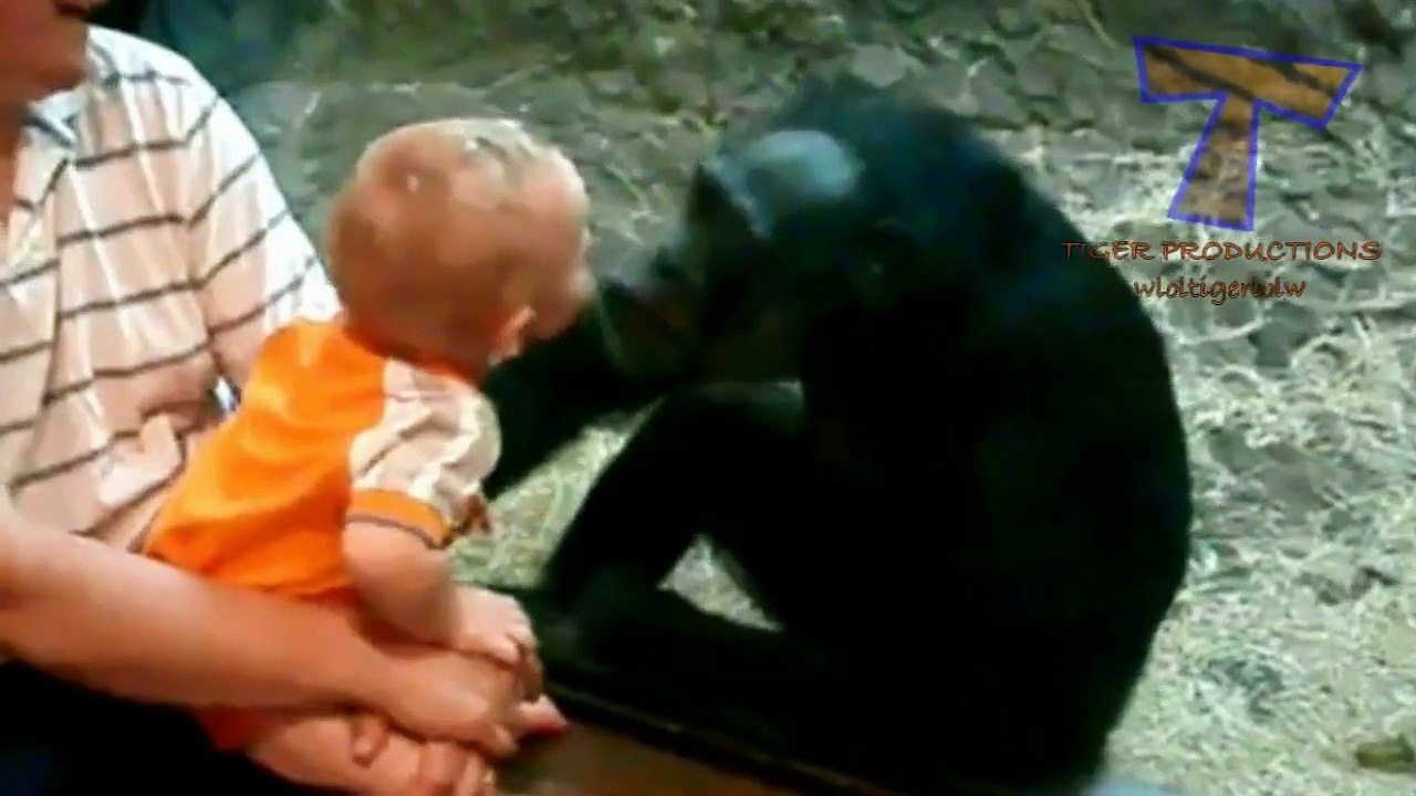 USA TODAY - Cute animals kissing babies - Funny animal & baby compilation