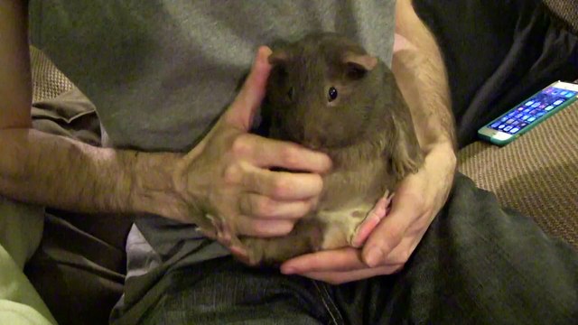 Record de saut en longueur pour ce Cochon d’Inde