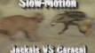 Slow-Motion Caracal VS Jackals