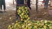 Badin - Pakistan Famous Melons are Ready to Eat  (Specially Tuma Raja Kharboza)