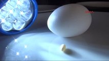 Yumurtanın İçinden Fındık Kadar Yumurta Çıktı