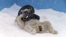 大雪の中 タイヤ2個で遊ぶララ~Polar Bear are playing in heavy snow