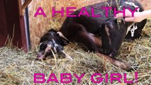 Goat giving birth (HD)