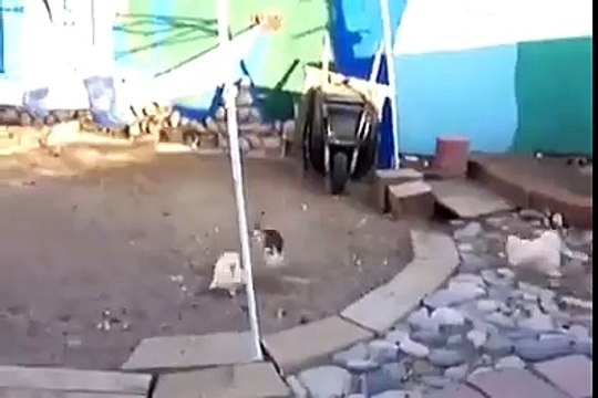 شوفو شكون يحز على شكون ... هههه