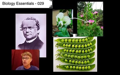 Mendelian Genetics