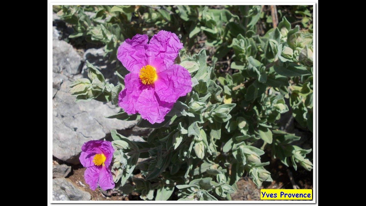 83 - RandoCool - Sillans La Cascade - Salerne