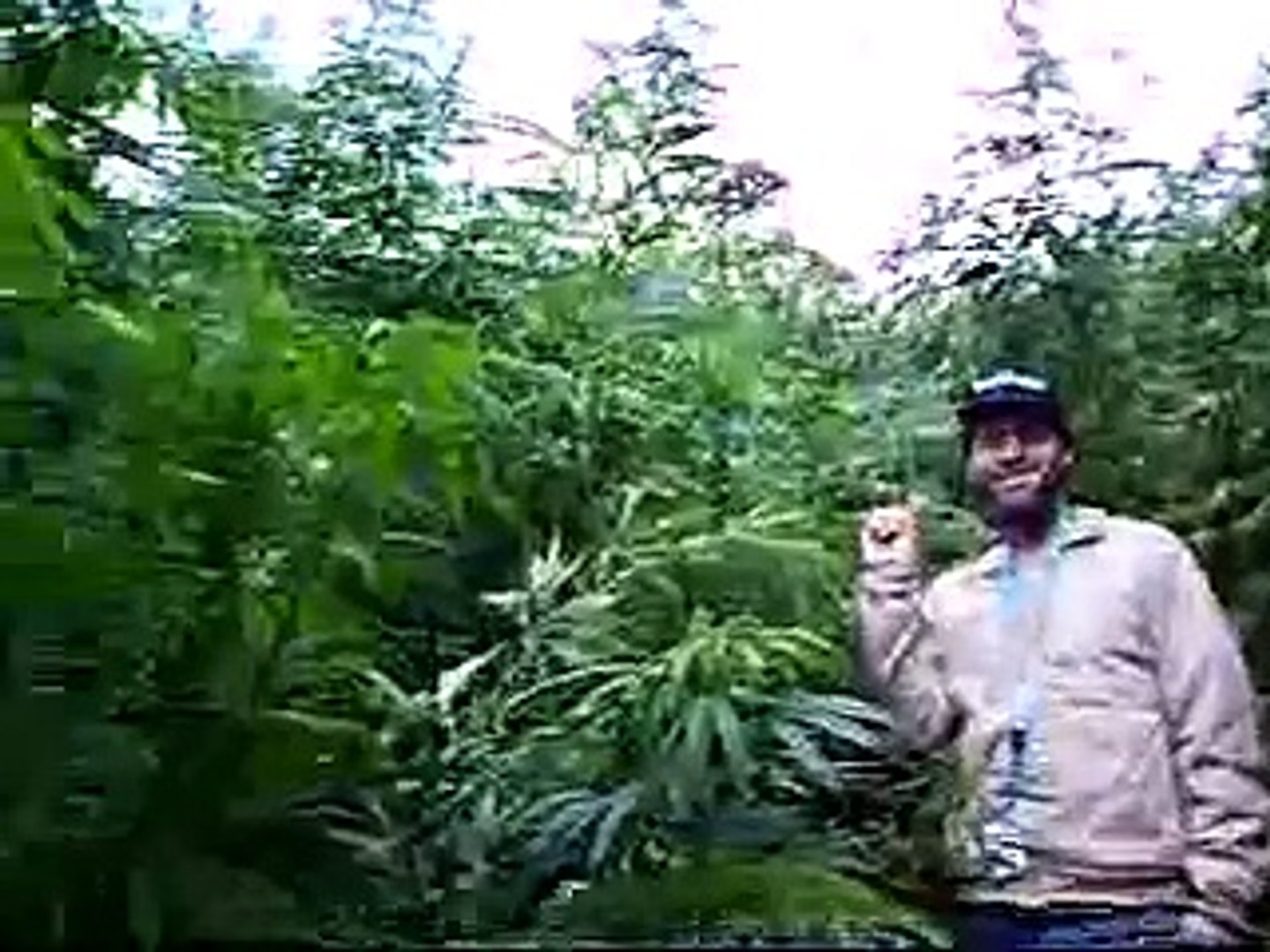 ⁣Marijuana - deichkind - weed