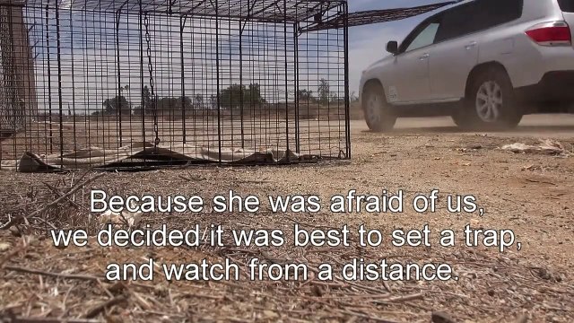 Sauvetage émouvant d'un pitbull abandonné par l’association Hope For Paws