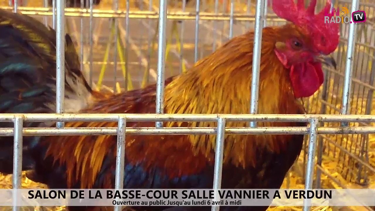 Reportage - Salon de la basse-cour du 4 au 6 avril 2015 à Verdun
