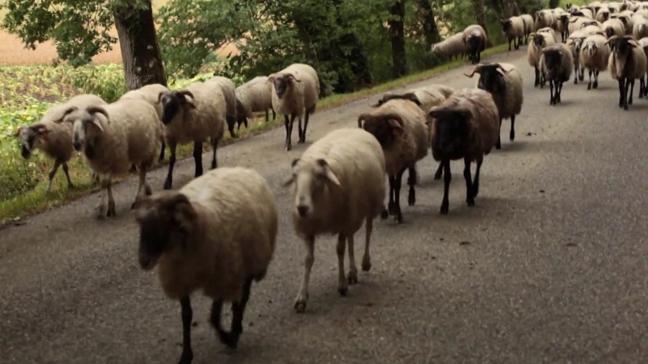 La route de la transhumance dans le Gers