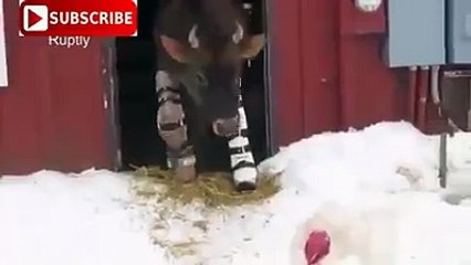 بقرة صغيرة تخطو أولى خطواتها بأطراف اصطناعية ...