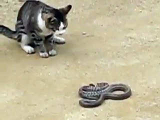 Cat vs snake- fight to death!!