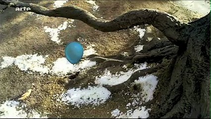 pierre et le loup thème de l'oiseau