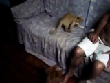 como cães e gatos 1   (Filme Completo Dublado HD)