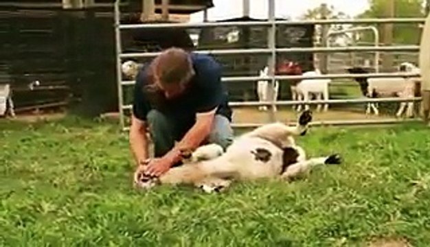 Why do Muslims Eat Halal - Unbelievable