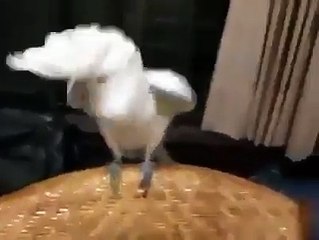 What A Parrot Dancer - Funny Pets Videos