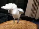 What A Parrot Dancer - Funny Pets Videos