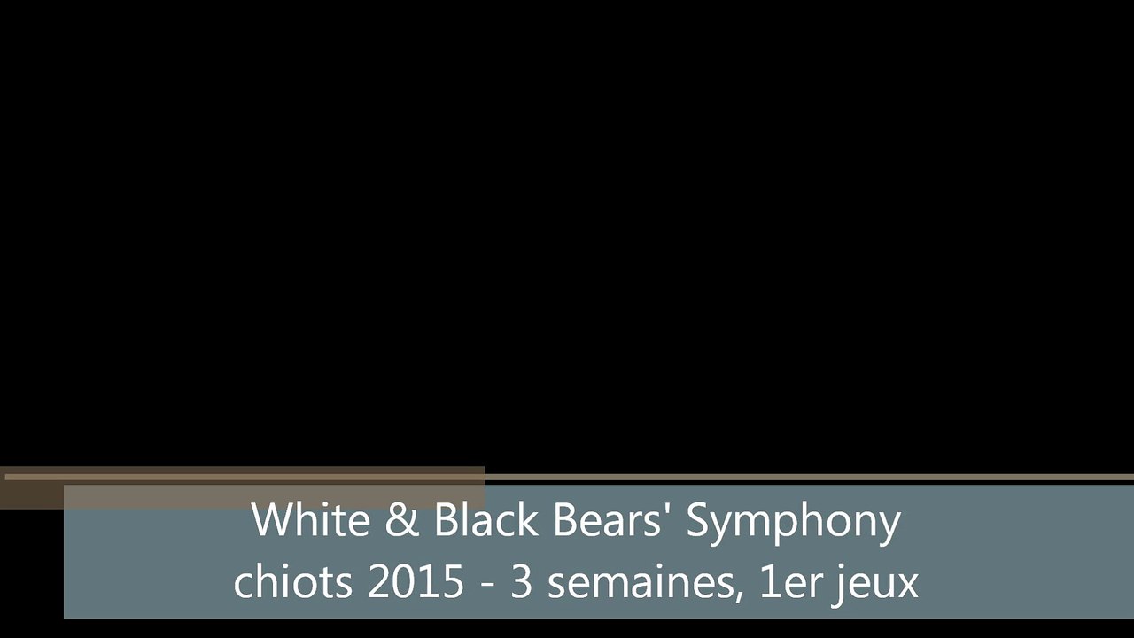 chiots_2015_3_semaines_jeux_WBBS
