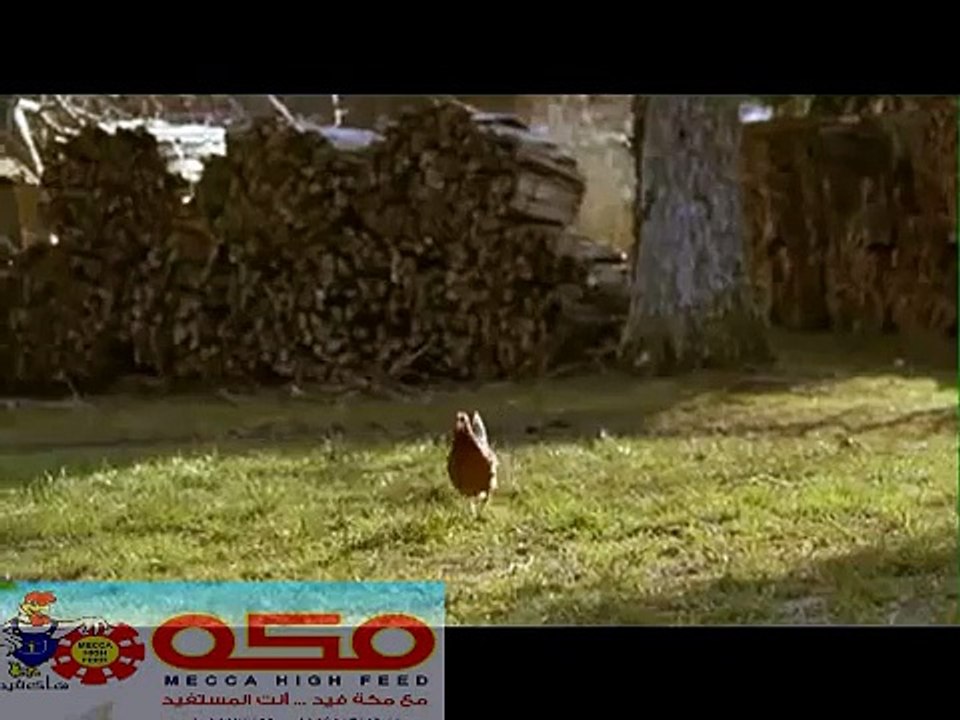 مع مكة هاى فيد أنت مستفيد