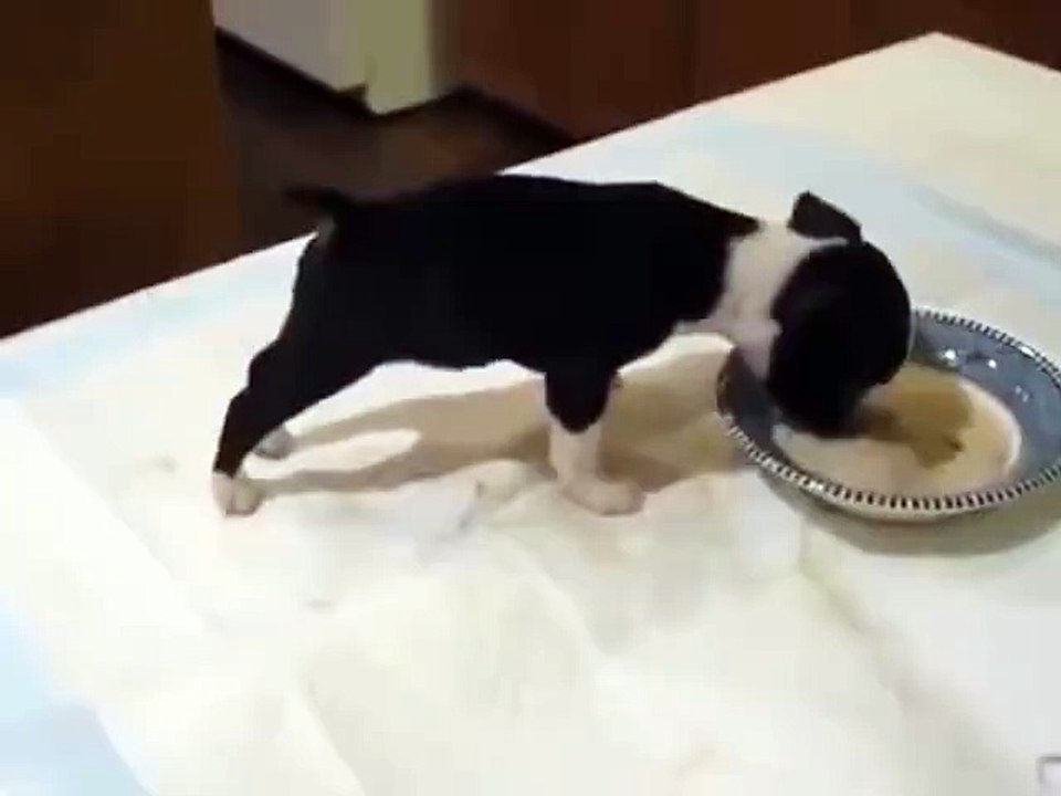 Hungry dog loses self control