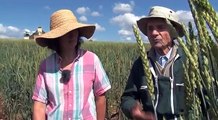Histoire de blé : cultiver des céréales sans produits chimiques grâce aux variétés anciennes