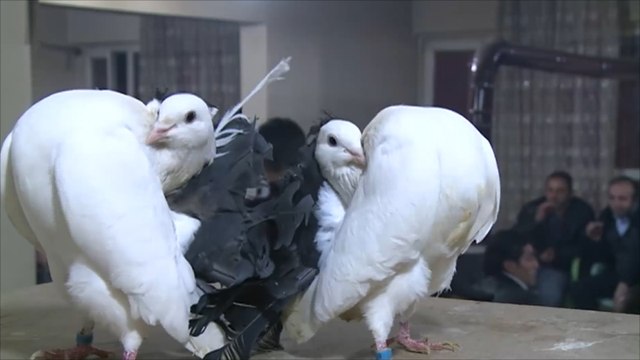 تربية الحمام في مدينة ديار بكر التركية