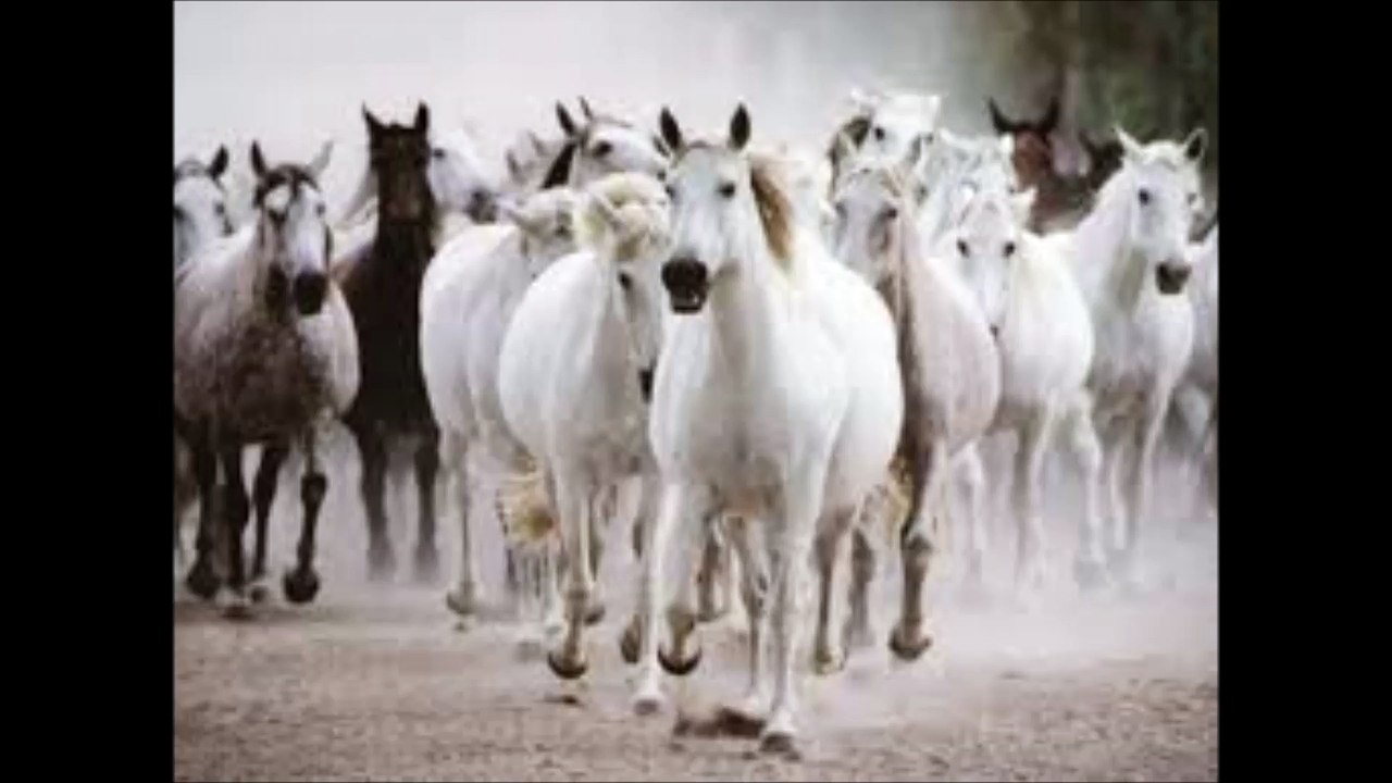 Coil - All The Pretty Little Horses