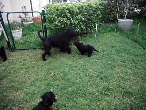 Chiots chien d'eau portugais à adopter !