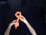 Tiger balloon animal twisting instruction. How to make a balloon tiger.